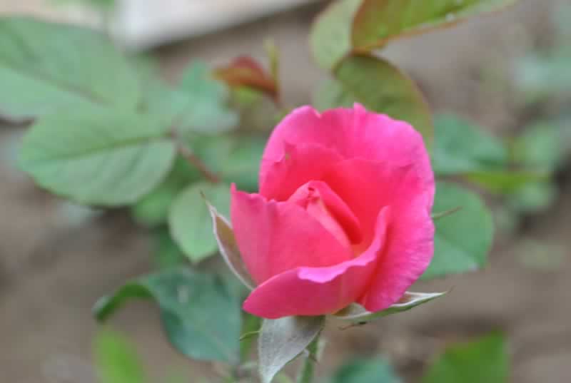 ��(d��)��һ֧������ ��Ӱ�L(f��ng)���^(q��)���[����